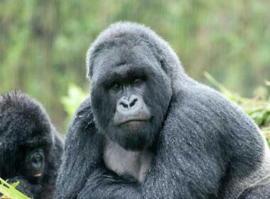 A silverback gazes over his family in the jungles of Rwanda. Photo by Volcanoes Safaris
