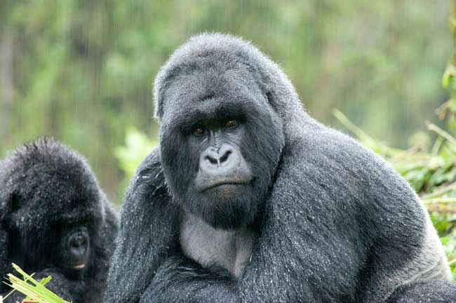 A silverback gazes over his family in the jungles of Rwanda. Photo by Volcanoes Safaris