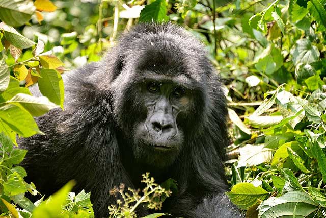 A mountain gorilla in Uganda. Flickr/ Rod Waddington