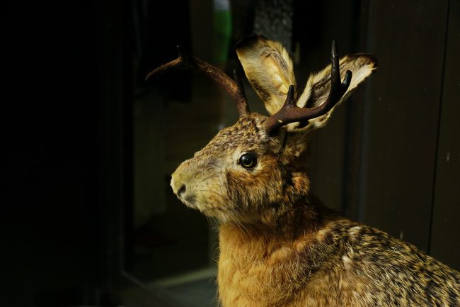 A rendition of a Wolpertinger. Photo by Flickr/Elke Kemna