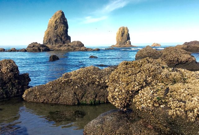 Barnacled rocks at Cannon Beach ©Laurel Kallenbach