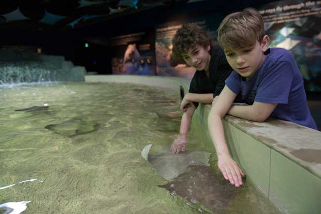 Top 7 Things to Do with Kids in Vancouver - Vancouver Aquarium