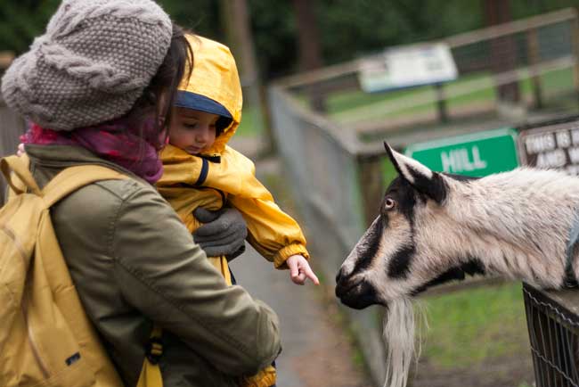 Kids can experience farm animals up close at Maplewood Farm in Vancouver, British Columbia. Flickr/peter pelisek