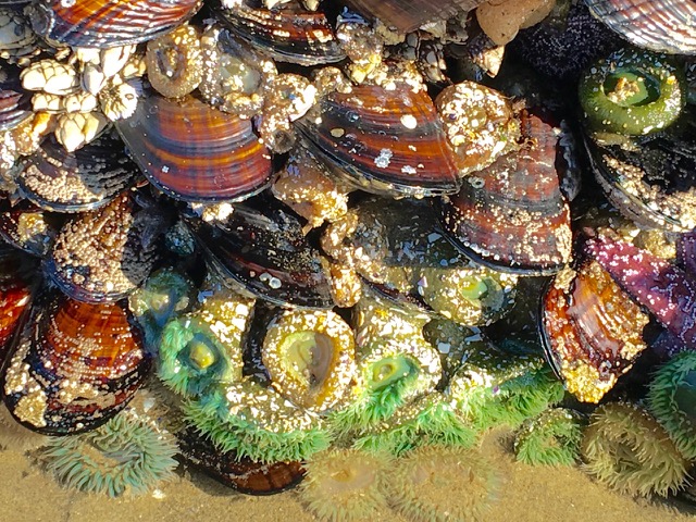 Shells and sea anemones ©Laurel Kallenbach