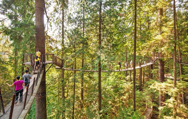 The Treetop Adventure takes visitors along the treetops in a West Coast rainforest at Capilano Suspension Bridge ParkCredit: Tourism Vancouver/ Capilano Suspension Bridge Park