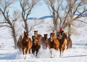 Christmas in Colorado