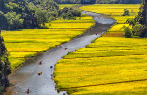 Rowing Through Rice Fields in Vietnam