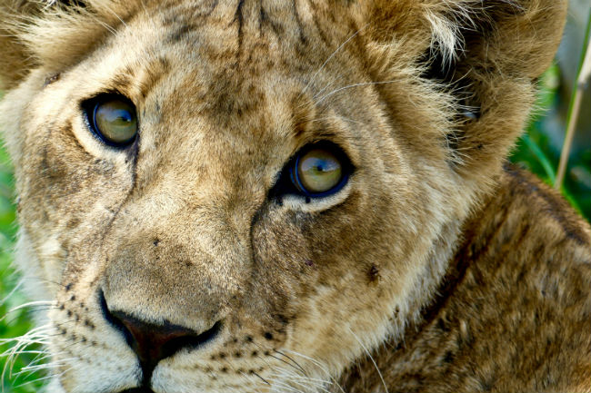 Serengeti A lion up close. Photo by Christine Loomis 