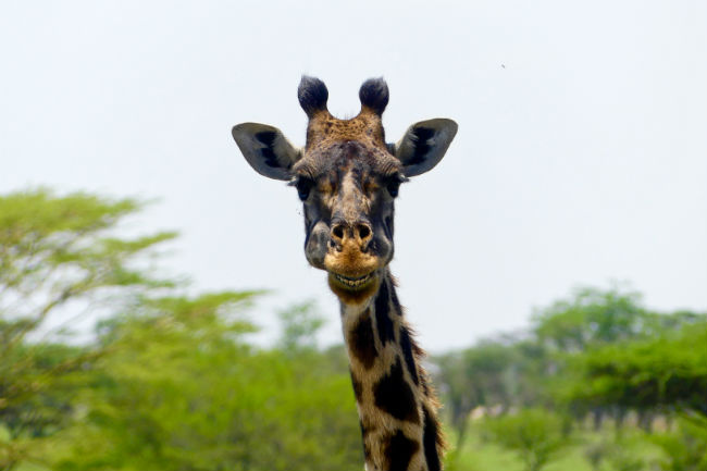 Giraffes are a common sight in the Serengeti. Photo by Christine Loomis