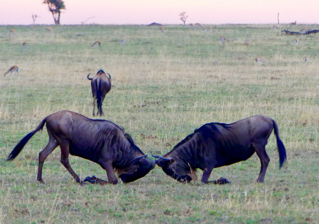 Serengeti Wildebeests working on their fighting skills. Photo by Christine Loomis 