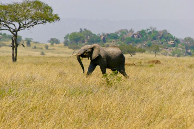 Serengeti The Moru Kopjes area is home to elephants. Photo by Christine Loomis