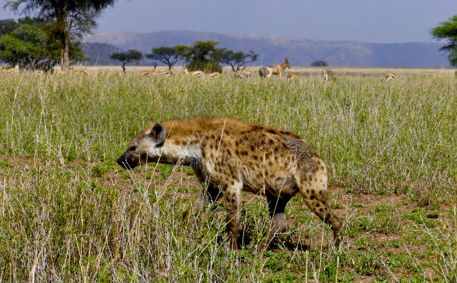 Serengeti A hyena in the grass. Photo by Christine Loomis 