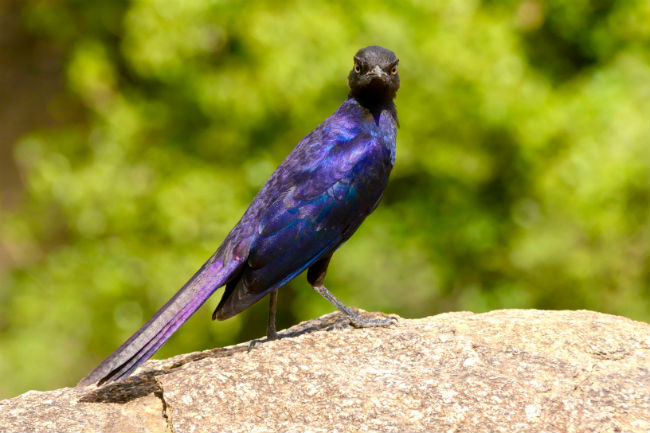 The Serengeti is home to many surprising animals. Photo by Christine Loomis