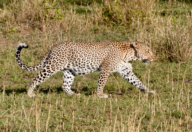 Serengeti While hunting is not allowed, the crowds might inconvenience some animal residents. Photo by Christine Loomis 