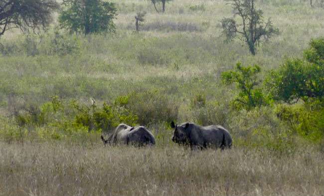 Serengeti Black rhinos are a rare sight. Photo by Christine Loomis 