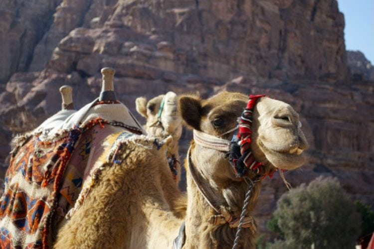 A smiling camel