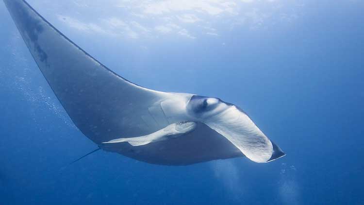 Giant manta ray in Palau