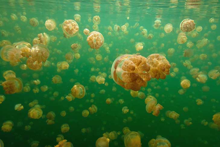 Swimming with Jellyfish in Jellyfish Lake in Palau. Photo by PVA