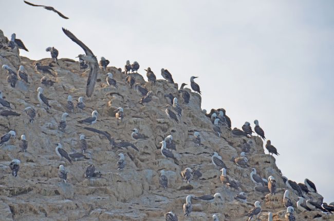 Ballestas Islands grey footed boobies. Photo by Roberta Sotonoff