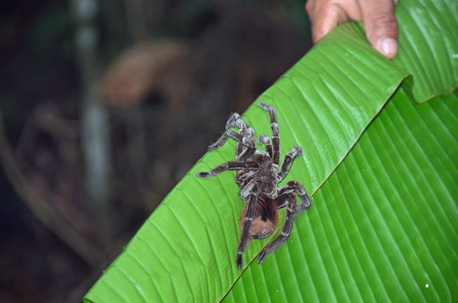 A tarantula on the jungle walk. Photo by Roberta Sotonoff 