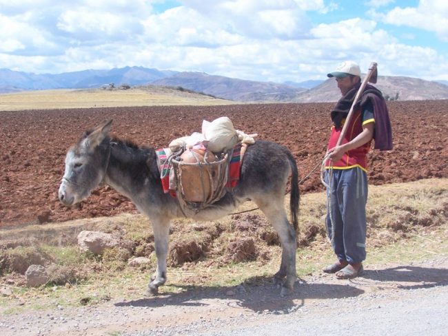 Two figures emerged from the dust: A chicha distributor, Manco, and his burro. Photo by Carol L. Bowman