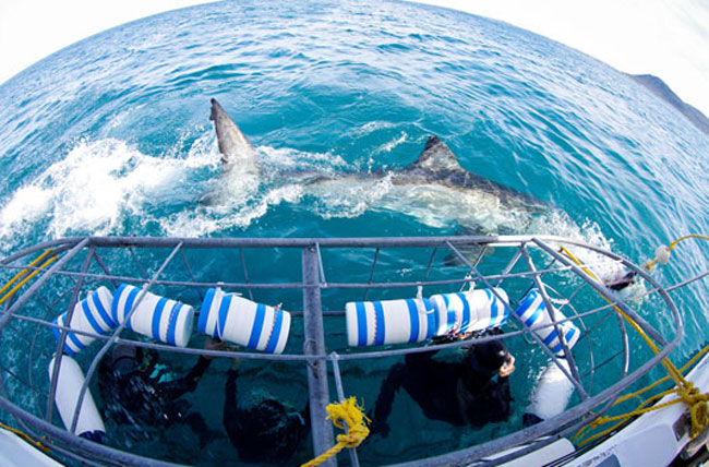 Cage diving with great white sharks. Photo by South African Tourism