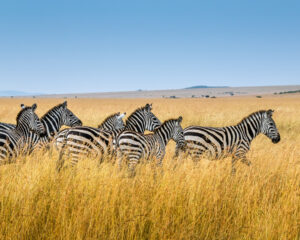 Learning to Hit Pause: Safari in South Africa