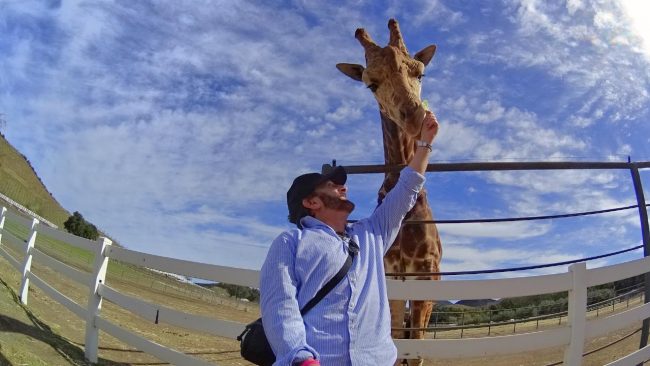 Giraffe feeding