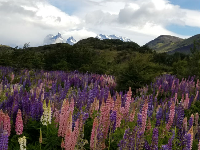 Lupine meadows in Torre del Paine. Photo by Linda Ballou