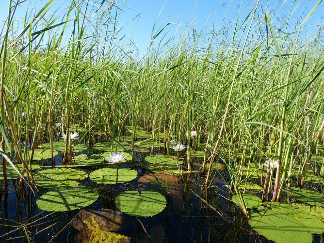 Along the Okavango Delta. Photo by Yvonne Michie Horn