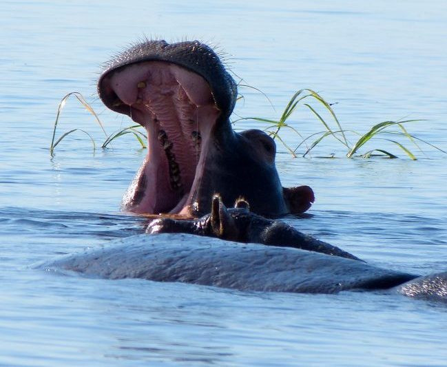 Okavango A hippo open its mouth. Photo by Yvonne Michie Horn