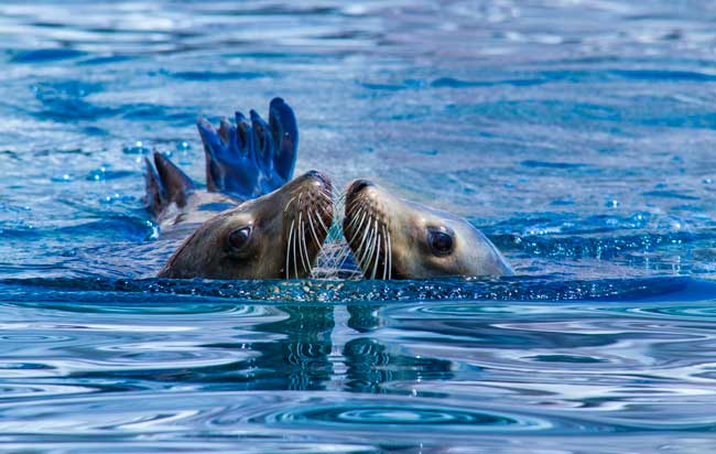 Sea lions seem to kiss while playing. Photo by La Paz Tourism