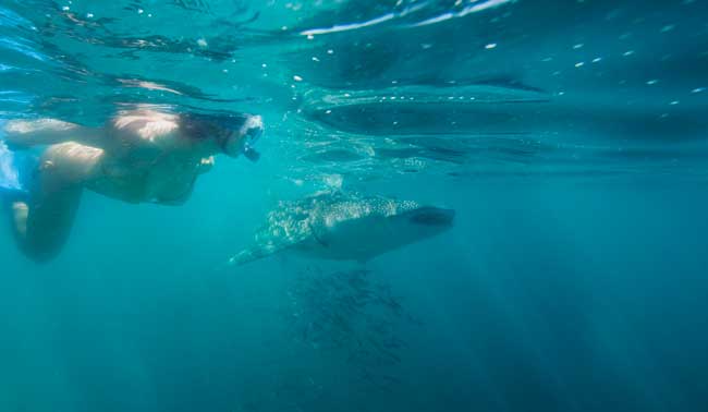 Snorkeling con tiburones ballena. Foto de La Paz Tourism