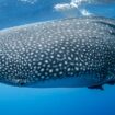 Whale shark. Photo by NOAA, Unsplash