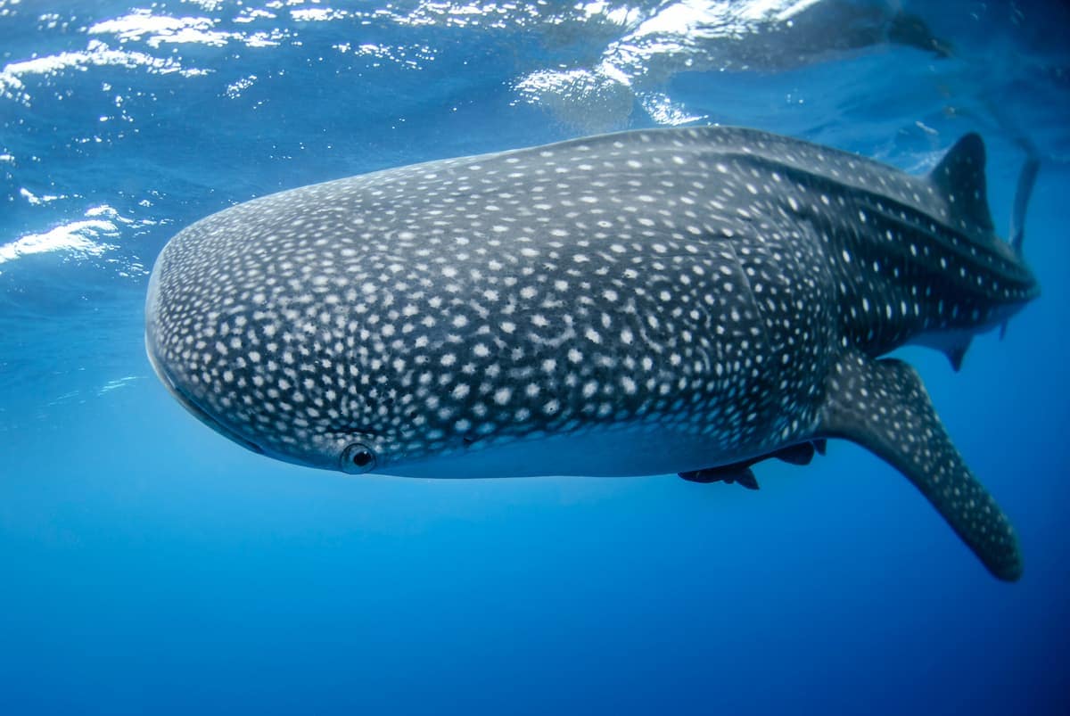 Ocean giant: The world's largest fish cruises tropical waters with gentle grace. Photo by NOAA, Unsplash