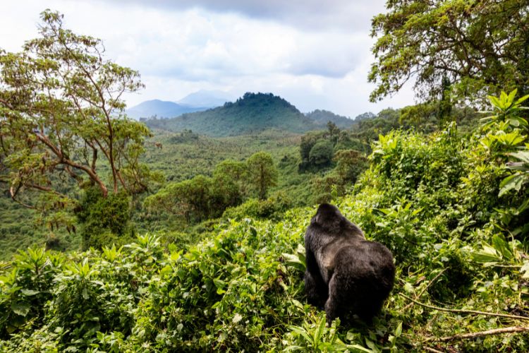 Gorilla trekking in Rwanda