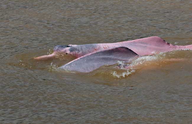 Amazon River Dolphins (aka Pink Dolphins) can grow to eight feet long. Flickr/Gregory "Slobirdr" Smith
