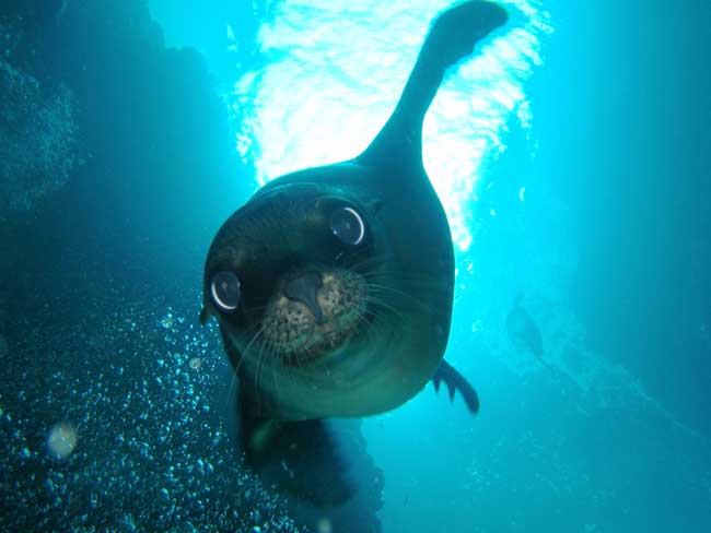 The sea lions at Los Islotes are curious and playful. Photo by La Paz Tourism