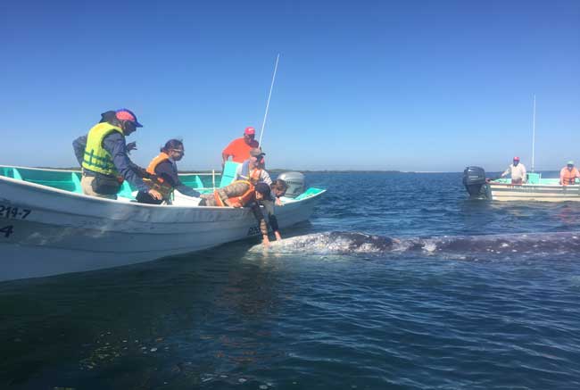 A gray whale approaches a small group of whale watchers in Magdalena Bay. Photo by Janna Graber