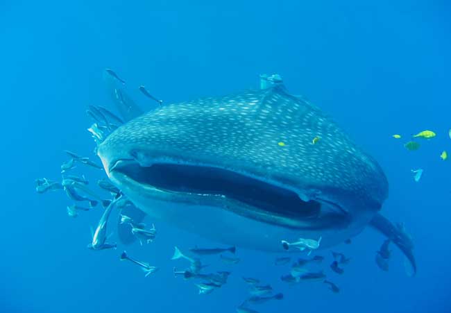 Whale sharks are filter feeds, and pose no threat to humans. Flickr/ Olivier ROUX