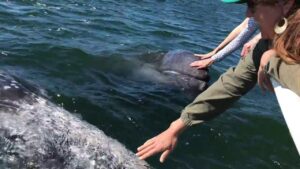 Humans and Gray Whales Meet at Magdalena Bay