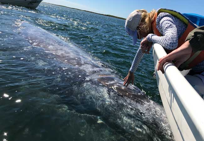 The author meets a curious gray whale at Magdalena Bay. The whale later brought her baby to meet us, even pushing her baby towards our boat. Photo by A baby whale, just a few days old, comes to visit at Magdalena Bay in Mexico. Photo by Photo/video by Johanna Read TravelEater.net