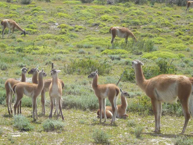 During the drive to Torre del Paine, we passed many herds of doe-eyed guanaco. Photo by Linda Ballou