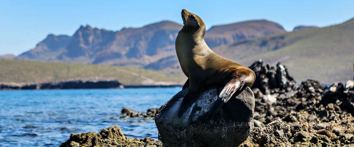 Sea Lion on a rock at the Sea of Cortez.