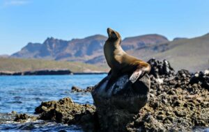 Sea Lion on a rock at the Sea of Cortez.
