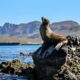 Sea Lion on a rock at the Sea of Cortez.
