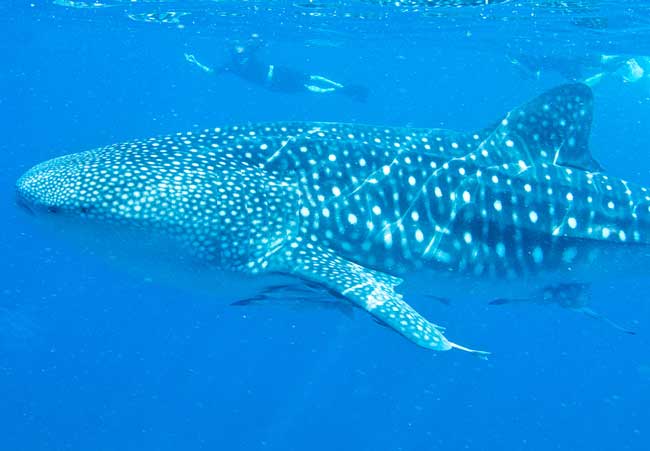 Snorkeling with whale sharks near La Paz, Baja California Sur, Mexico. Flickr/Julie Edgley