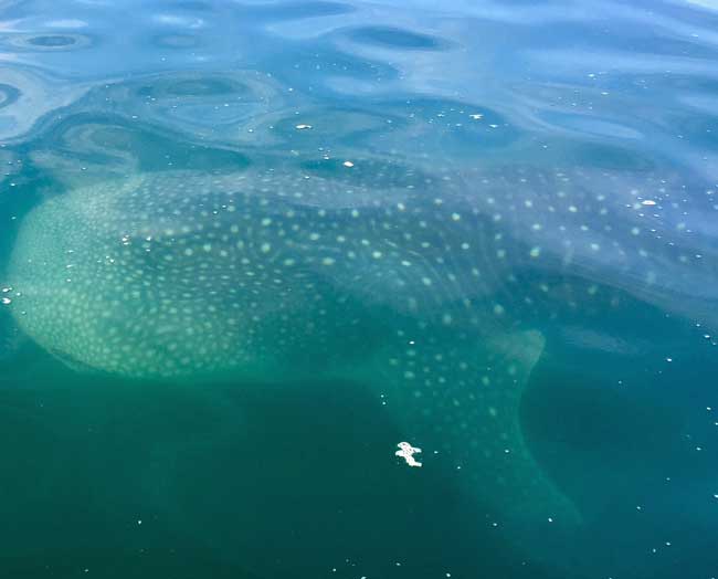 A juvenile whale shark swims alongside our boat in the Sea of Cortez near La Paz, Mexico. Photo by Janna Graber
