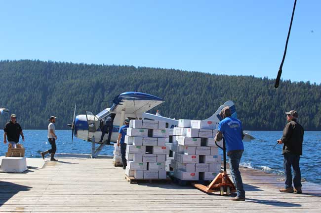 Loading up boxes of fish for the trip home. Photo by Janna Graber