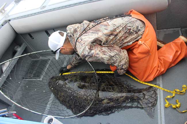 Measuring our halibut catch. Photo by Janna Graber